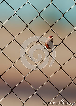 Common Waxbill on the wire Stock Photo