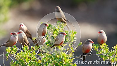 Common Waxbills Stock Photo