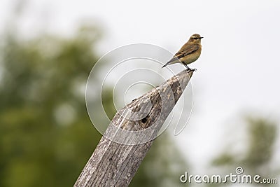 Common wheatear Oenanthe oenanthe Stock Photo