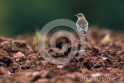 Common wheatear Oenanthe oenanthe Stock Photo