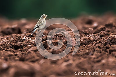 Common wheatear Oenanthe oenanthe Stock Photo