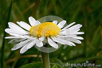 Common white daisy close up Stock Photo