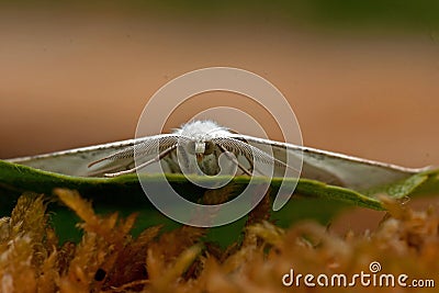 Common white wave moth, Cabera pusaria Stock Photo