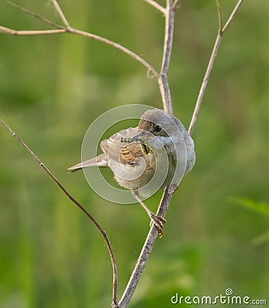 Common whitethroat or greater whitethroat (Curruca communis) perched with a caterpillar in it's peak Stock Photo