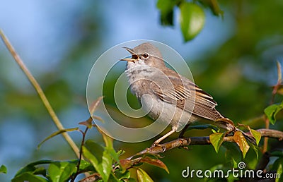 Common Whitethroat, Sylvia communis. In the morning the male bird sitting on a branch of a bush and singing Stock Photo