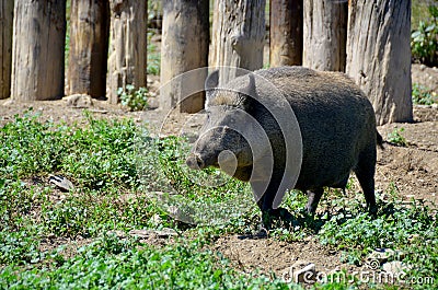 Common wild boar pig. Wild boar Sus scrofa, Stock Photo