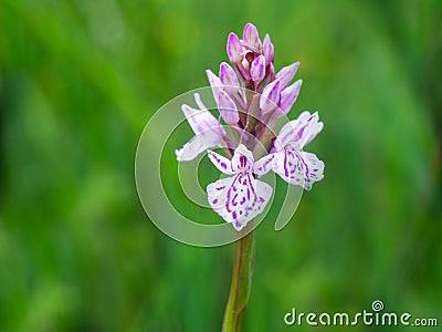 Common wild orchid hybrid. Dactylorhiza x grandis. Common spotted and Southern marsh orchids. UK. Stock Photo