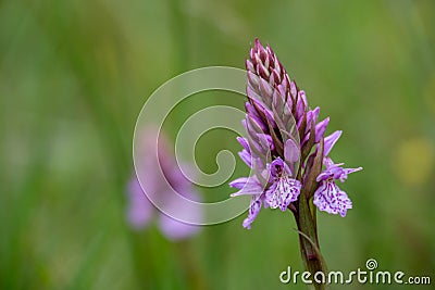 Common wild orchid hybrid. Dactylorhiza x grandis. Common spotted and Southern marsh orchids. UK. Stock Photo