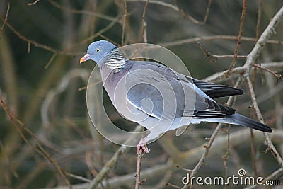 Common wood pigeon Stock Photo