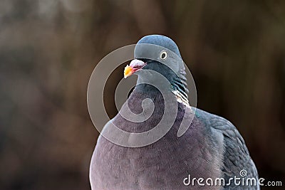 Common wood pigeon ( Columba palumbus ) Stock Photo