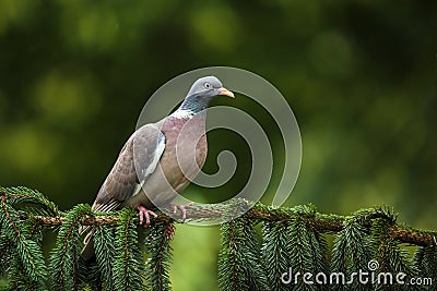 Common Wood Pigeon Stock Photo