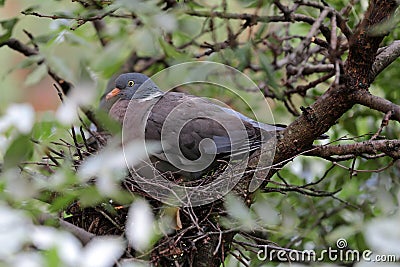 Common wood pigeon Stock Photo