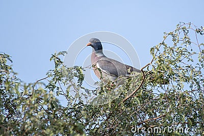 Common wood pigeon Columba palumbus in a tree at Al Qudra Lake in Dubai, United Arab Emirates Stock Photo