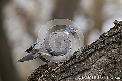 Common Wood PigeonColumba palumbus on tree branch Stock Photo