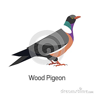 Common wood pigeon or Culver isolated on white background. Gorgeous forest bird, woodland inhabitant. Cute birdie. Avian Vector Illustration
