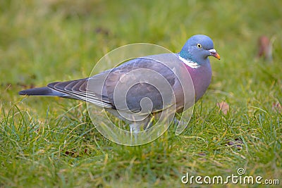 Common Wood Pigeon on a lawn Stock Photo