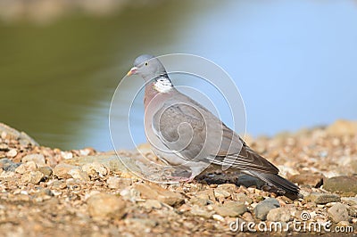 Common wood pigeon Stock Photo