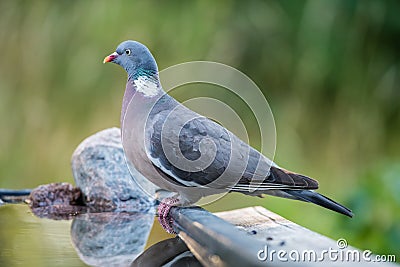 Common Wood Pigeon perching at the waterhole Stock Photo
