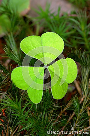 Common wood sorrel Stock Photo