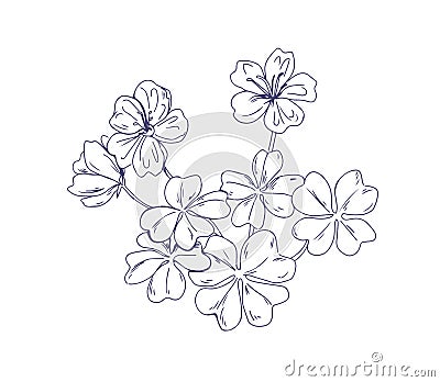 Common wood sorrel, outlined botanical sketchy drawing. Hand-drawn detailed sketch of Oxalis acetosella flower. Black Vector Illustration