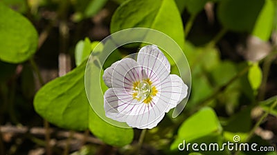 Common Wood Sorrel, Oxalis acetosella, flower macro with leaves defocused, selective focus, shallow DOF Stock Photo