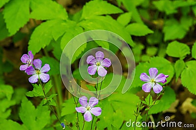 Common Wood Sorrel Wildflowers, Oxalis montana Stock Photo