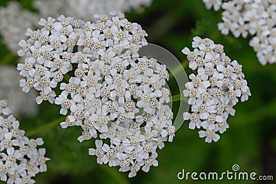 Common yarrow Achillea millefolium, a flat cluster of creamy-white flowers Stock Photo