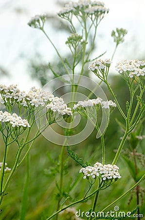 Common yarrow herb flowers Stock Photo