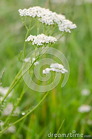 Common yarrow herb flowers Stock Photo