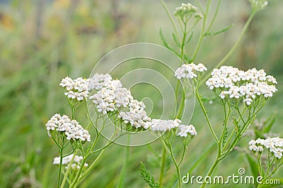 Common yarrow herb flowers Stock Photo
