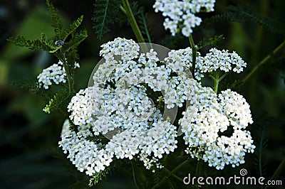 Common yarrow white flowers. Medicinal wild herb Yarrow. Medical plants concept. Nature in summer, wild flowers in meadow Yarrow Stock Photo