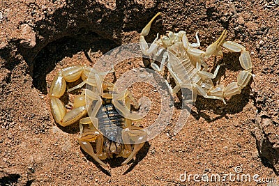 Common Yellow Scorpion Buthus occitanus Stock Photo