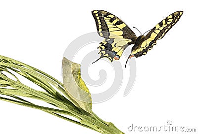 Common yellow swallowtail, Papilio machaon Stock Photo