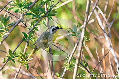 Common Yellowthroat bird Stock Photo