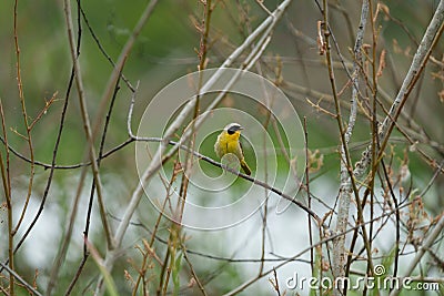 Common Yellowthroat resting on tree branch Stock Photo