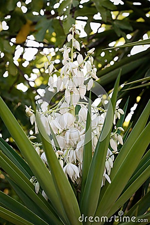 Common yucca or Spanish bayonet Yucca filamentosa Stock Photo