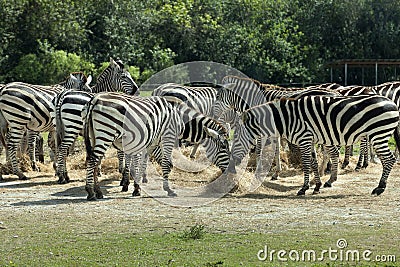 Common Zebra (Equus burchelli) Stock Photo