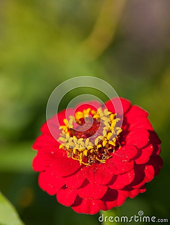 Common zinnia Stock Photo