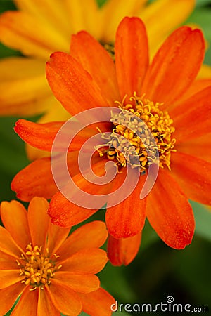 Common zinnia flowers closeup Stock Photo