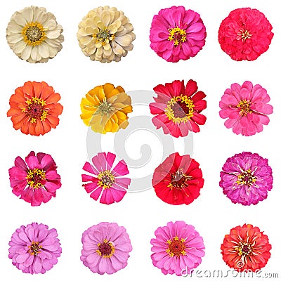 Common zinnia collection on white background Stock Photo