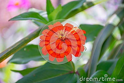 Common Zinnia Stock Photo