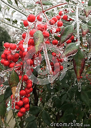 Deciduous Holly Stock Photo