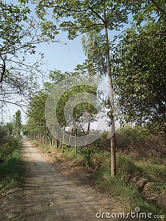 COTTON SILK TREE /CEIBA PENTANDRA/BOMBAX CEIBA Stock Photo