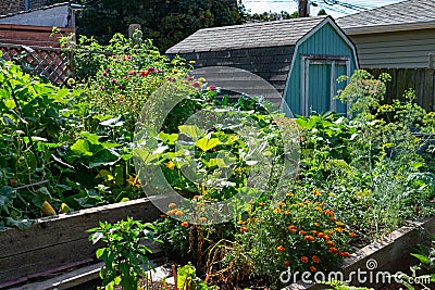 Community Garden in Logan Square Chicago with Plants and a Shed Stock Photo