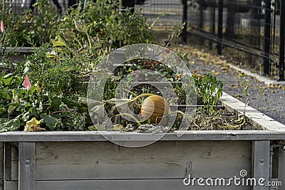 Community garden plots in downtown calgary for growing plants and food Stock Photo
