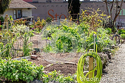 Community Garden Editorial Stock Photo
