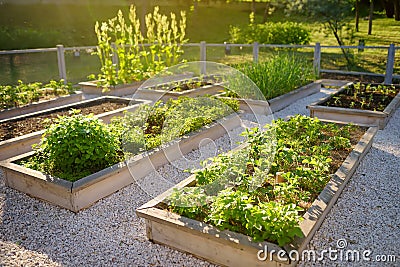 Community kitchen garden. Raised garden beds with plants in vegetable community garden Stock Photo