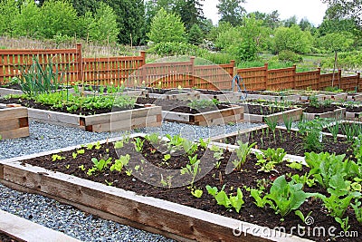 Community vegetable garden Stock Photo