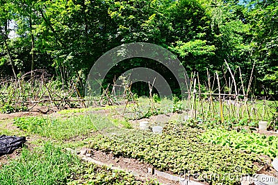 Community vegetable garden Stock Photo