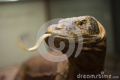 Comodo dragon Stock Photo